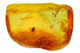 Fossil Fly (Diptera) In Baltic Amber #145485-3